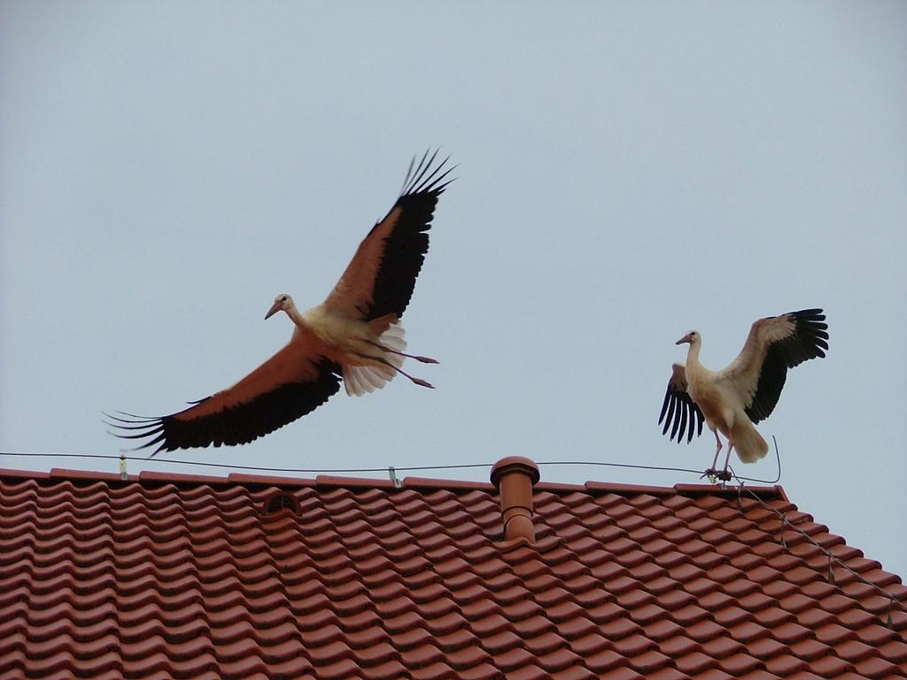 Appartamento Forsycja Danzica Esterno foto